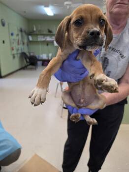 Black Mouth Cur and Hound Dogs Available for Adoption in Burnsville, North Carolina - Pumbaa | PetCurious