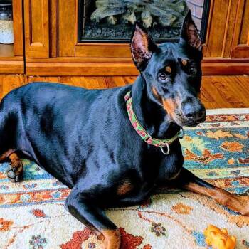 Mabel -  Doberman Pinscher Dog for Adoption - Mabel | PetCurious