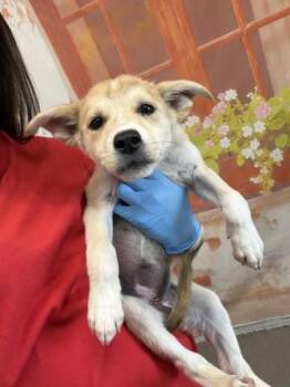 HARLEY -  German Shepherd Dog and Mixed Breed Dog for Adoption in San Bernardino, California - HARLEY | PetCurious