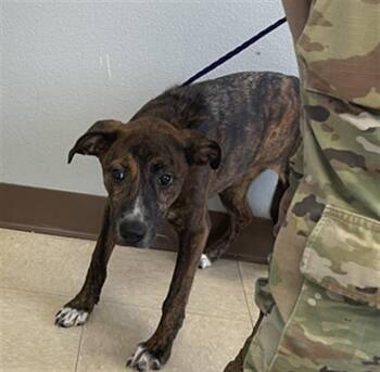 Rescue Pit Bull Terrier and Mixed Breed Dogs for Adoption in Killeen, Texas - BATWOMAN | PetCurious