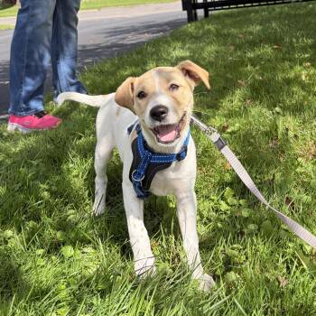 Lilly -  Mixed Breed Dog for Adoption in Cooperstown, New York - Lilly | PetCurious
