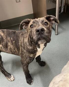 Rescue Mastiff and Mixed Breed Dogs for Adoption in Baytown, Texas - FREDERICK | PetCurious