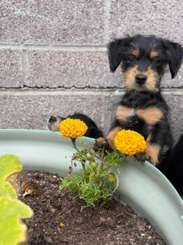 Australian Cattle Dog Blue Heeler and Maltese Dogs Available for Adoption in Orange, California - Velma | PetCurious