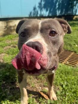 Majestic -  Pit Bull Terrier and Mixed Breed Dog for Adoption in New Orleans, Louisiana - Majestic | PetCurious