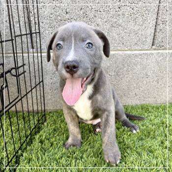 Cosmic Crisp -  Pit Bull Terrier Dog for Adoption in Chandler, Arizona - Cosmic Crisp | PetCurious