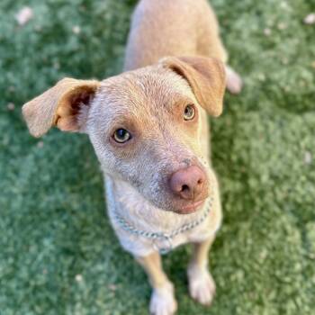 Petree - ECAS -  Chihuahua and Mixed Breed Dog for Adoption in Pleasanton, California - Petree - ECAS | PetCurious