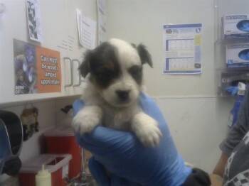 Chihuahua and Mixed Breed Dogs Available for Adoption in Albuquerque, New Mexico - PUPPY 3 | PetCurious