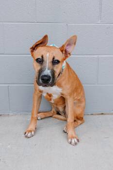 MOMO -  Boxer Dog for Adoption in Holbrook, New York - MOMO | PetCurious