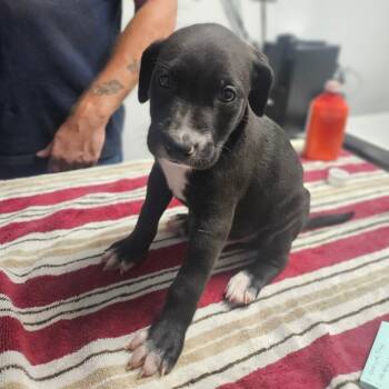 Rescue Terrier and Mixed Breed Dogs for Adoption in Wahiawa, Hawaii - Valentino | PetCurious