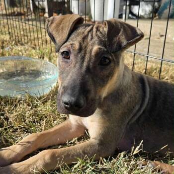 Rescue Mixed Breed and Terrier Dogs for Adoption in Olathe, Kansas - Moon | PetCurious