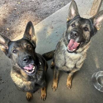 Chase (26-385) -  German Shepherd Dog Dog for Adoption in New Ringgold, Pennsylvania - Chase (26-385) | PetCurious