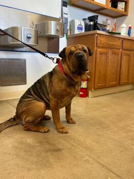 Emberly -  Shar Pei Dog for Adoption in Sterling, Colorado - Emberly | PetCurious