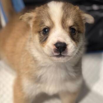 FWT Jazz -  Mixed Breed Dog for Adoption in Midland, Texas - FWT Jazz | PetCurious