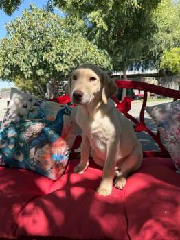 Rookie -  Labrador Retriever Dog for Adoption in Temecula, California - Rookie | PetCurious