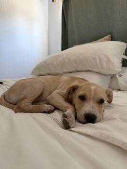 CRAYON -  Pit Bull Terrier and Shepherd Dog for Adoption in Broomfield, Colorado - CRAYON | PetCurious