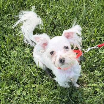 Einstein -  Mixed Breed Dog for Adoption in Pittsford, Vermont - Einstein | PetCurious