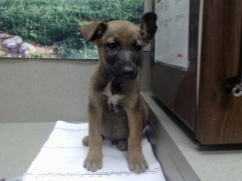 A552233 -  Belgian Shepherd Malinois and Mixed Breed Dog for Adoption in Moreno Valley, California - A552233 | PetCurious