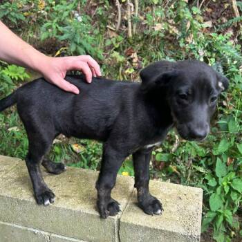 Jekyll -  Hound Dog for Adoption in Salem, West Virginia - Jekyll | PetCurious