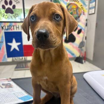 Shelby -  Mixed Breed Dog for Adoption in Lufkin, Texas - Shelby | PetCurious