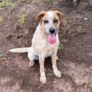 Cattle Dog Dogs Available for Adoption in Birmingham, Alabama - Freya | PetCurious