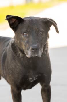 Rescue Mixed Breed Dogs for Adoption in Dearborn, Michigan - Dawson | PetCurious