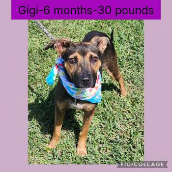 Rescue Mixed Breed Dogs for Adoption in New Iberia, Louisiana - Gigi | PetCurious