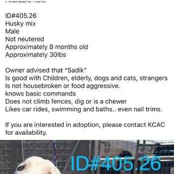 Sadik KCAC #405.26 -  Australian Shepherd and Husky Dog Available for Adoption in Kerrville, Texas - Sadik KCAC #405.26 | PetCurious