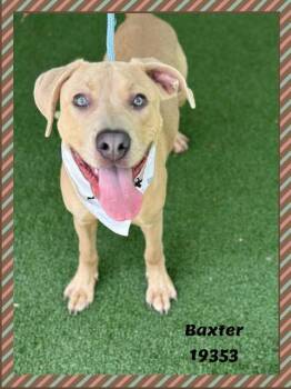 Pit Bull Terrier and Labrador Retriever Dogs Available for Adoption in Marietta, Georgia - BAXTER | PetCurious