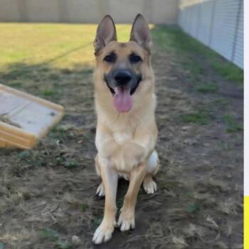 Rescue German Shepherd Dog Dogs for Adoption in Kirkland, Washington - Koda | PetCurious