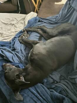 Greyhound Dogs Available for Adoption in Coon Rapids, Minnesota - Rebel | PetCurious