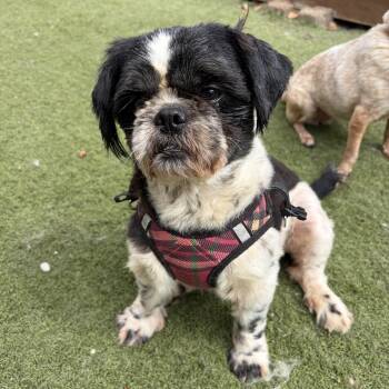 Shih Tzu and Lhasa Apso Dogs Available for Adoption - Enzo | PetCurious