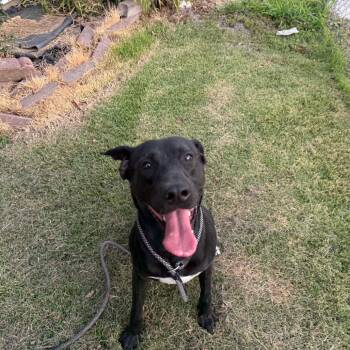 Midnight -  Black Labrador Retriever Dog for Adoption in Spring, Texas - Midnight | PetCurious