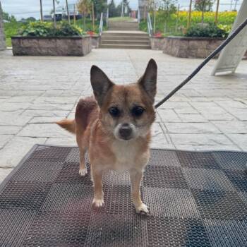 YORK-Stray-16024 -  Mixed Breed and Terrier Dog for Adoption in York, Pennsylvania - YORK-Stray-16024 | PetCurious