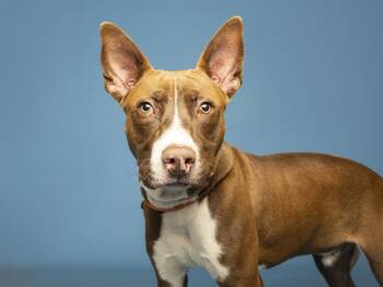 CHUCKY -  Australian Cattle Dog Blue Heeler and Mixed Breed Dog for Adoption in Phoenix, Arizona - CHUCKY | PetCurious