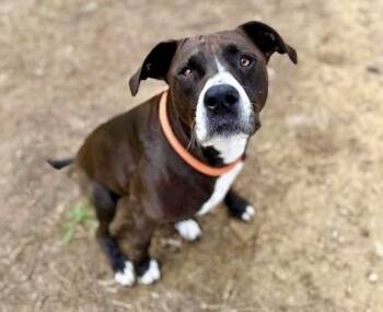 JUNIE -  Pit Bull Terrier and Mixed Breed Dog for Adoption in Brentwood, Missouri - JUNIE | PetCurious