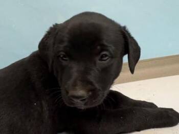 Gabrielle -  Mixed Breed Dog for Adoption in Woodbury, Minnesota - Gabrielle | PetCurious