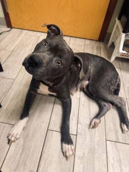 92894a Truffle - Adoption Ambassador -  American Staffordshire Terrier and Mixed Breed Dog for Adoption in North Charleston, South Carolina - 92894a Truffle - Adoption Ambassador | PetCurious