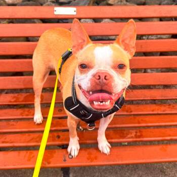 Sophie -  French Bulldog and Boston Terrier Dog for Adoption in Hilton, New York - Sophie | PetCurious