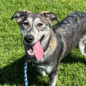 Ariel -  Husky and Golden Retriever Dog Available for Adoption in Goleta, California - Ariel | PetCurious