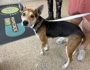 German Shepherd Dog and Mixed Breed Dogs Available for Adoption in Doral, Florida - ZOE | PetCurious