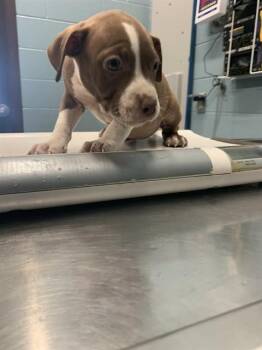 Pit Bull Terrier and Mixed Breed Dogs Available for Adoption in Corpus Christi, Texas - JULIET | PetCurious