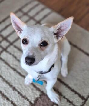 Goliath -  Chihuahua Dog for Adoption in New Bern, North Carolina - Goliath | PetCurious