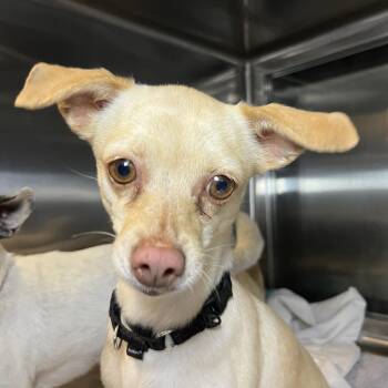 Rizzo -  Mixed Breed Dog for Adoption in Palm Springs, California - Rizzo | PetCurious