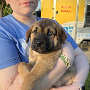 Cordell -  Shar Pei and Australian Shepherd Dog for Adoption in Nashville, Tennessee - Cordell | PetCurious