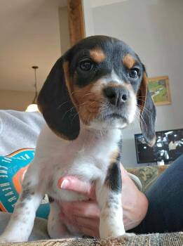 Beagle Dogs Available for Adoption - Sophie Mia - Fostered In Omaha | PetCurious