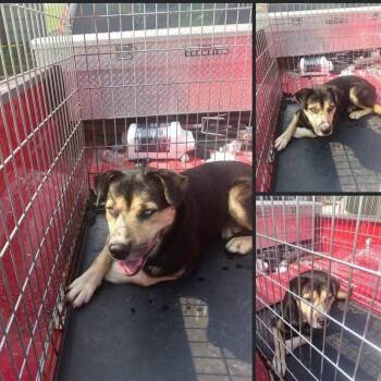 Loki -  German Shepherd Dog and Husky Dog for Adoption in West Plains, Missouri - Loki | PetCurious