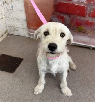 Terrier and Mixed Breed Dogs Available for Adoption in San Bernardino, California - OAKLEY | PetCurious
