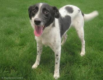 CASH -  Labrador Retriever and Mixed Breed Dog for Adoption in Albuquerque, New Mexico - CASH | PetCurious