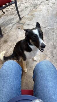 Jodie -  Cattle Dog and Jack Russell Terrier Dog for Adoption in Memphis, Tennessee - Jodie | PetCurious