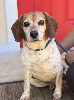 Buddy -  Beagle Dog for Adoption in Meherrin, Virginia - Buddy | PetCurious